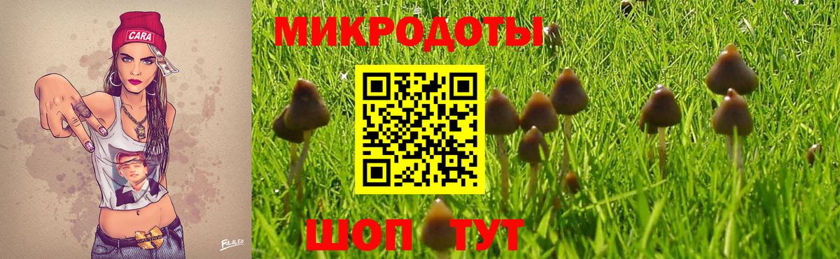 Псилоцибиновые грибы Psilocybe Кудрово